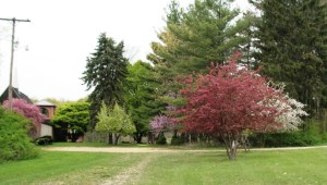 churchDistanceBlossoms - Copy